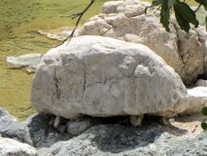 207 Wadi Tiwi, Schildkrötenstein.JPG